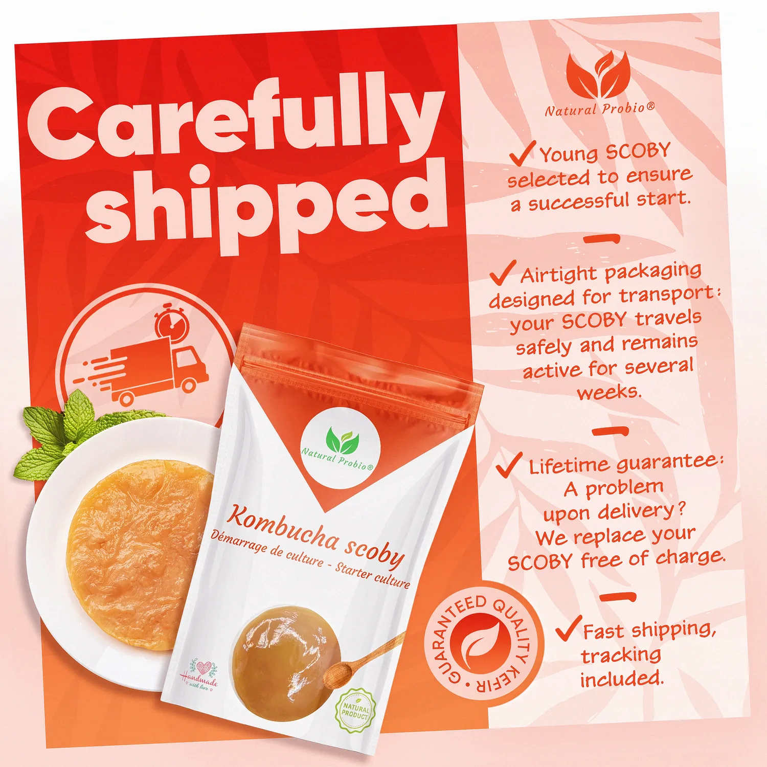 Kombucha et moisissures : reconnaître, jeter, prévenir 3 Souche de kombucha neuve, sans moisissures, prête à démarrer