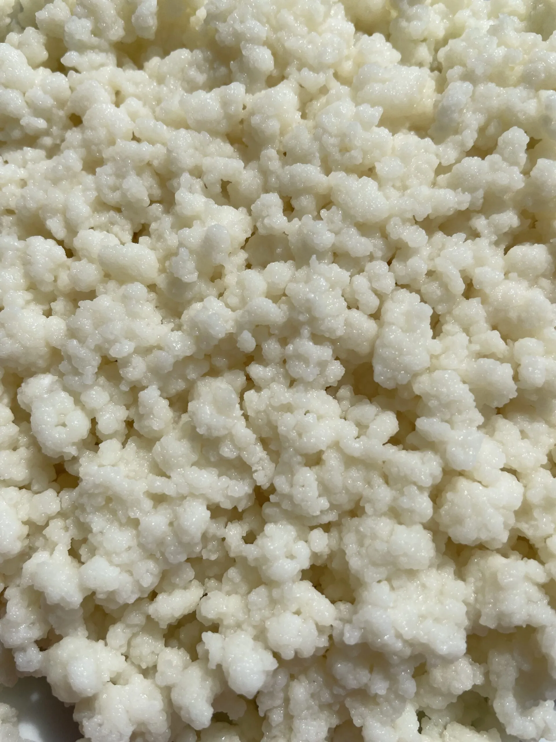 Lot de grains de kéfir de lait 20g et kéfir d’eau 30g - Pour vos boissons probiotiques maison à l’infini - Natural Probio
