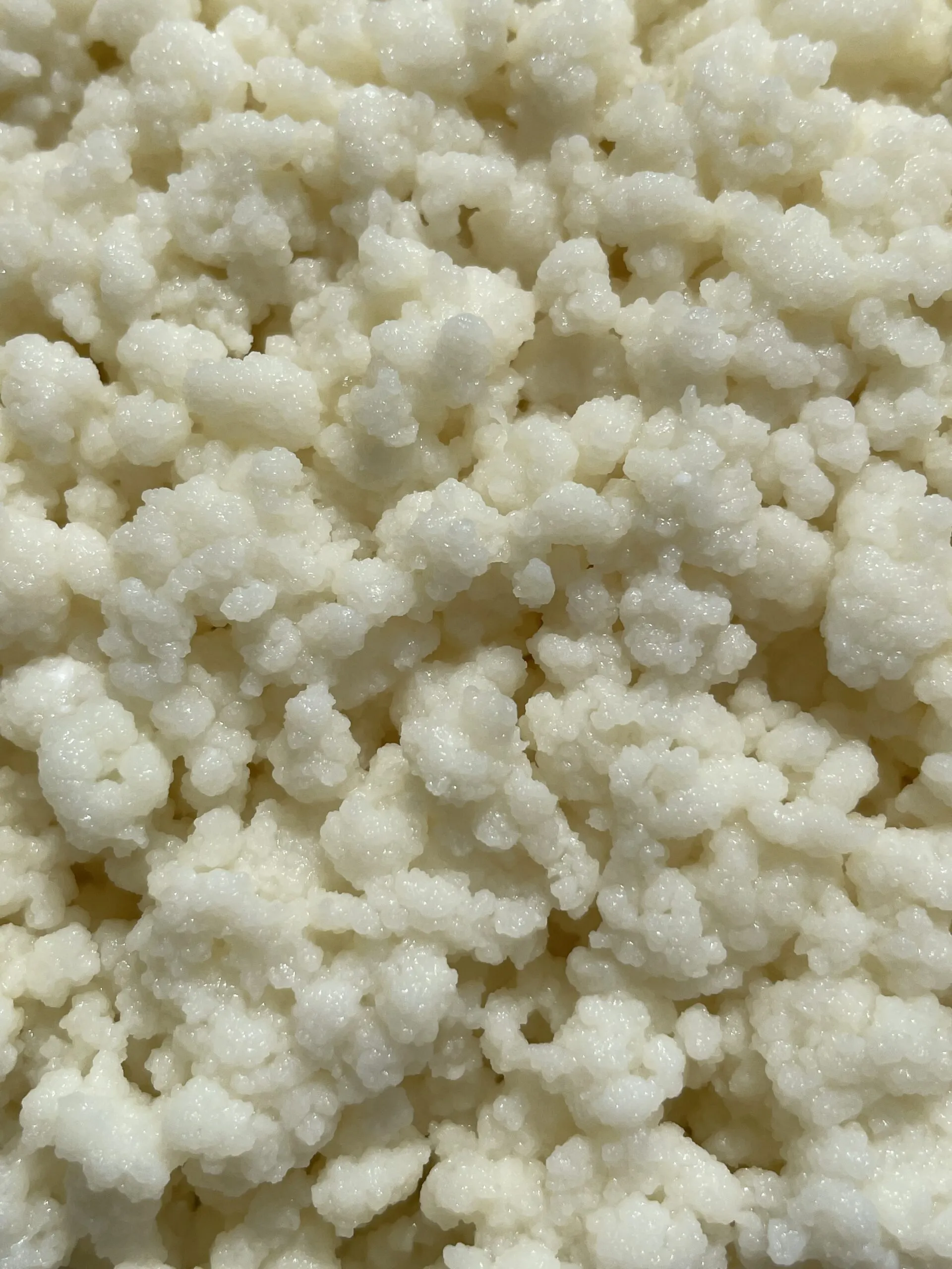 Il negozio di kefir e kombucha 8 Colture vive del negozio di kefir e kombucha Natural Probio