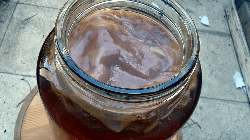 Comment sauver une souche de kombucha contaminée ?