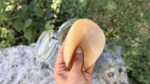 Comment savoir si mon SCOBY de kombucha est mort ?