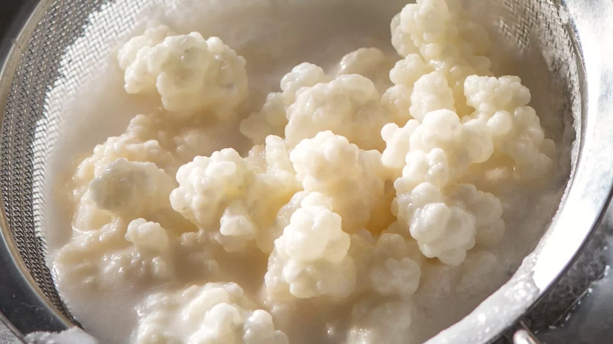 Comment conserver les grains de kéfir de lait entre deux utilisations