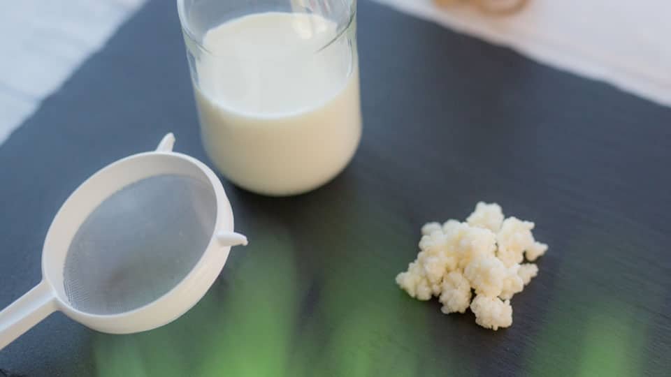 Quel type de lait utiliser pour le kéfir de lait