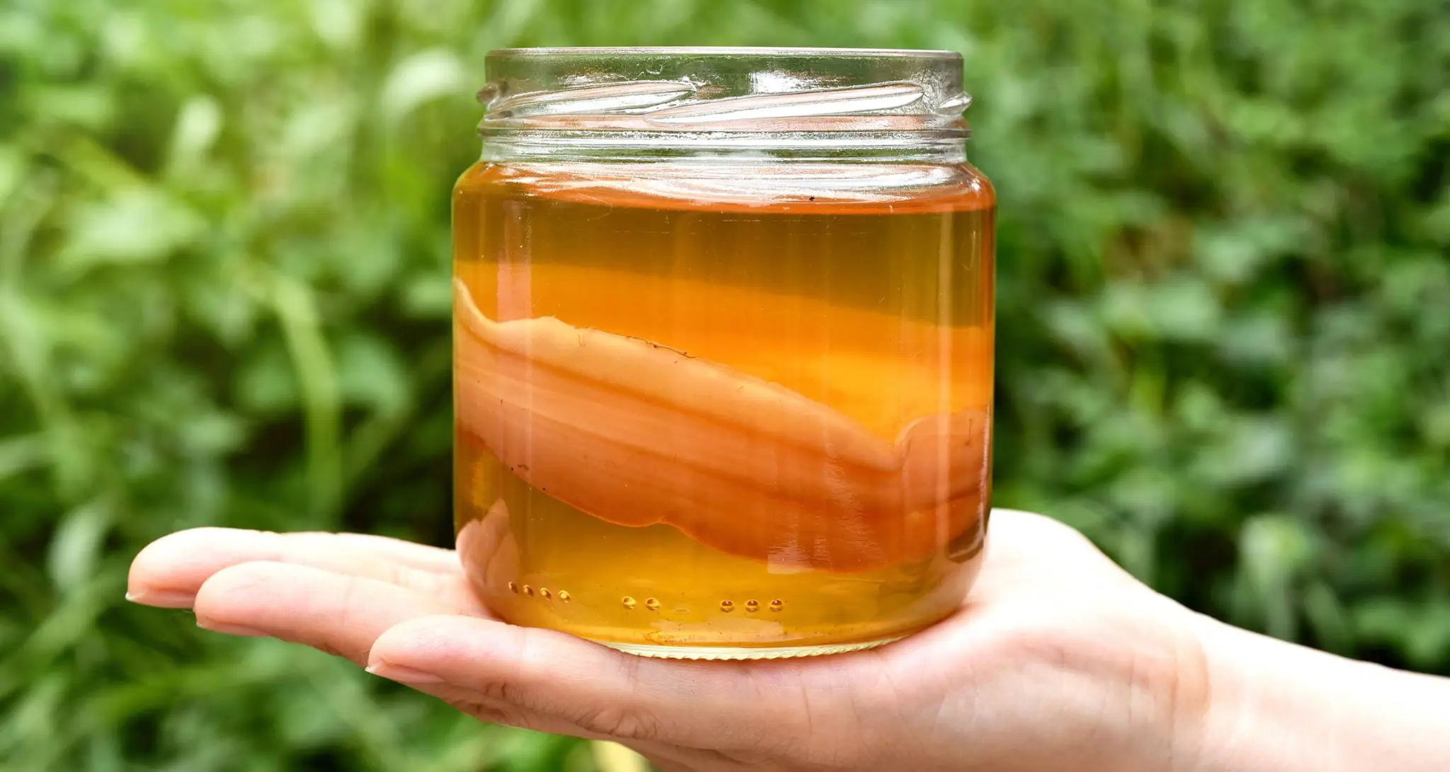 Kontaminierten Kombucha SCOBY retten und pflegen