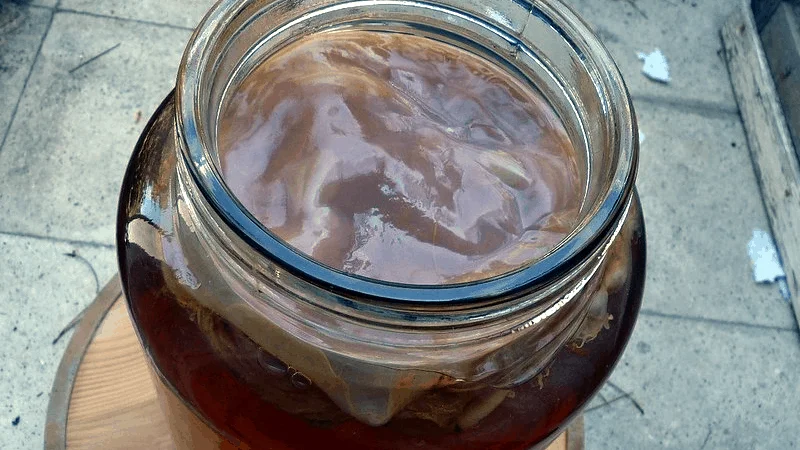 Kombucha SCOBY retten - Tipps bei Kontamination