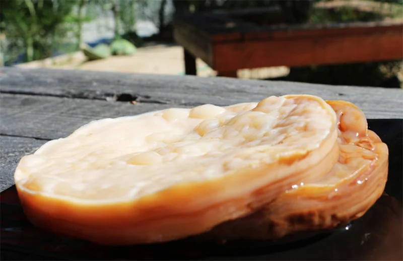 Kann man einen Kombucha SCOBY im Kühlschrank aufbewahren