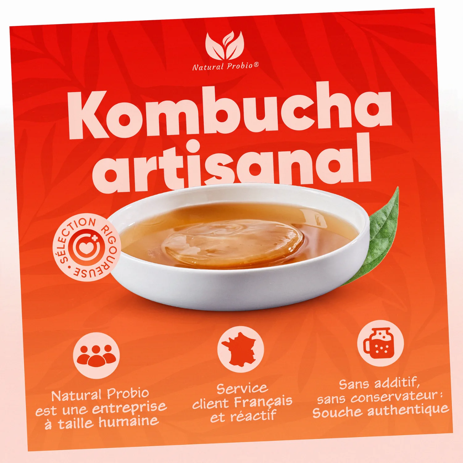 Kombucha SCOBY vivant : votre thé fermenté maison à l'infini 5 Kombucha artisanal : disque de SCOBY dans un bol de thé fermenté, souche authentique sans additif ni conservateur