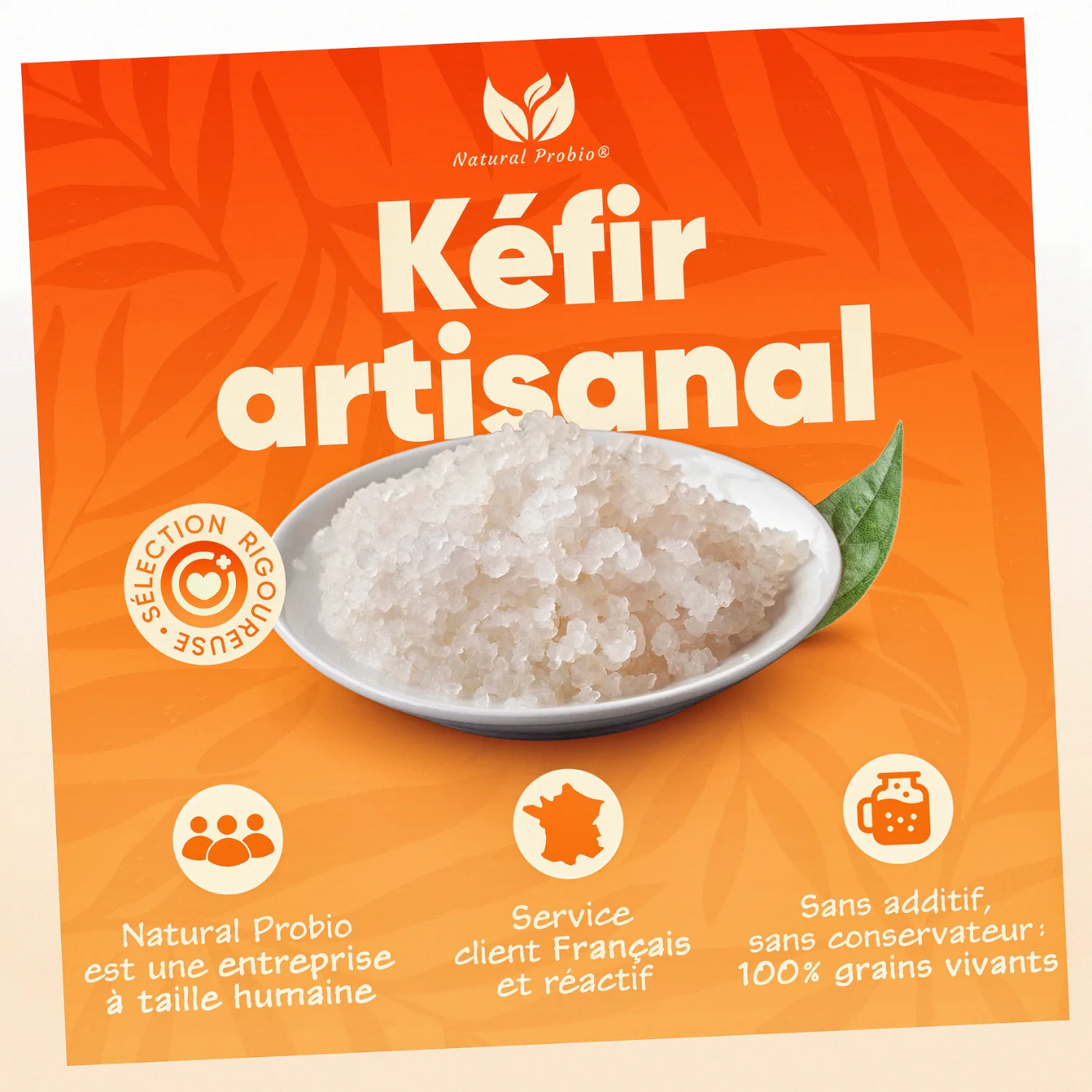 Grains de kéfir d'eau vivants et translucides