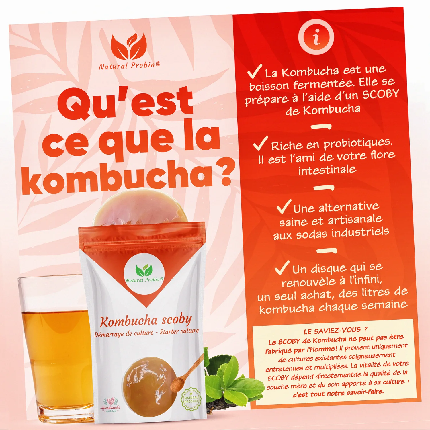 Kombucha SCOBY vivant : votre thé fermenté maison à l'infini 2 Qu'est-ce que la kombucha : boisson fermentée préparée avec un SCOBY, un disque qui se renouvelle à l'infini