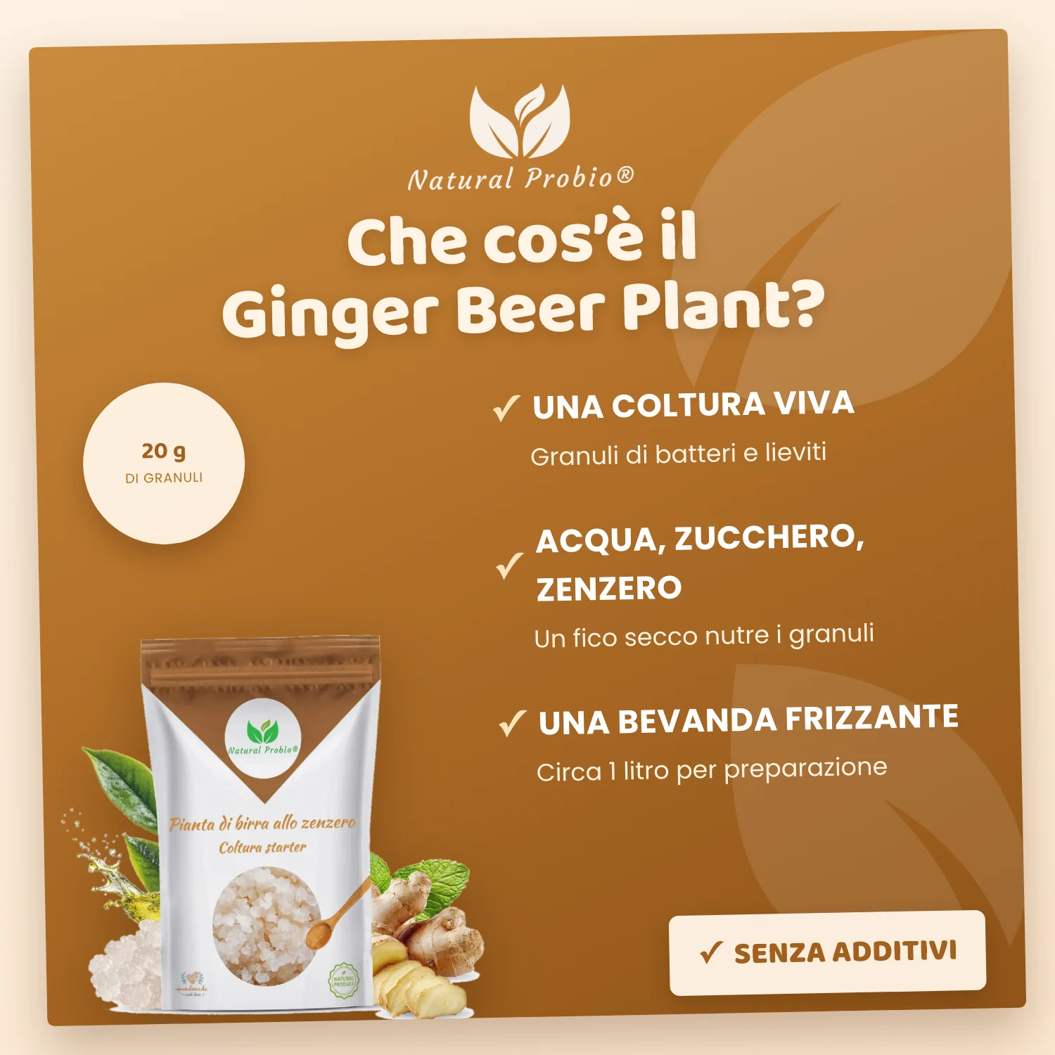 Granuli vivi di Ginger Beer Plant (GBP): la tua bibita allo zenzero analcolica fatta in casa 3 Ginger Beer Plant Natural Probio: coltura viva per ginger ale fatto in casa, 20 g di granuli