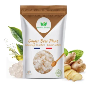 Sachet Ginger Beer Plant Natural Probio, grains de kéfir de gingembre pour démarrage de culture, 20 g