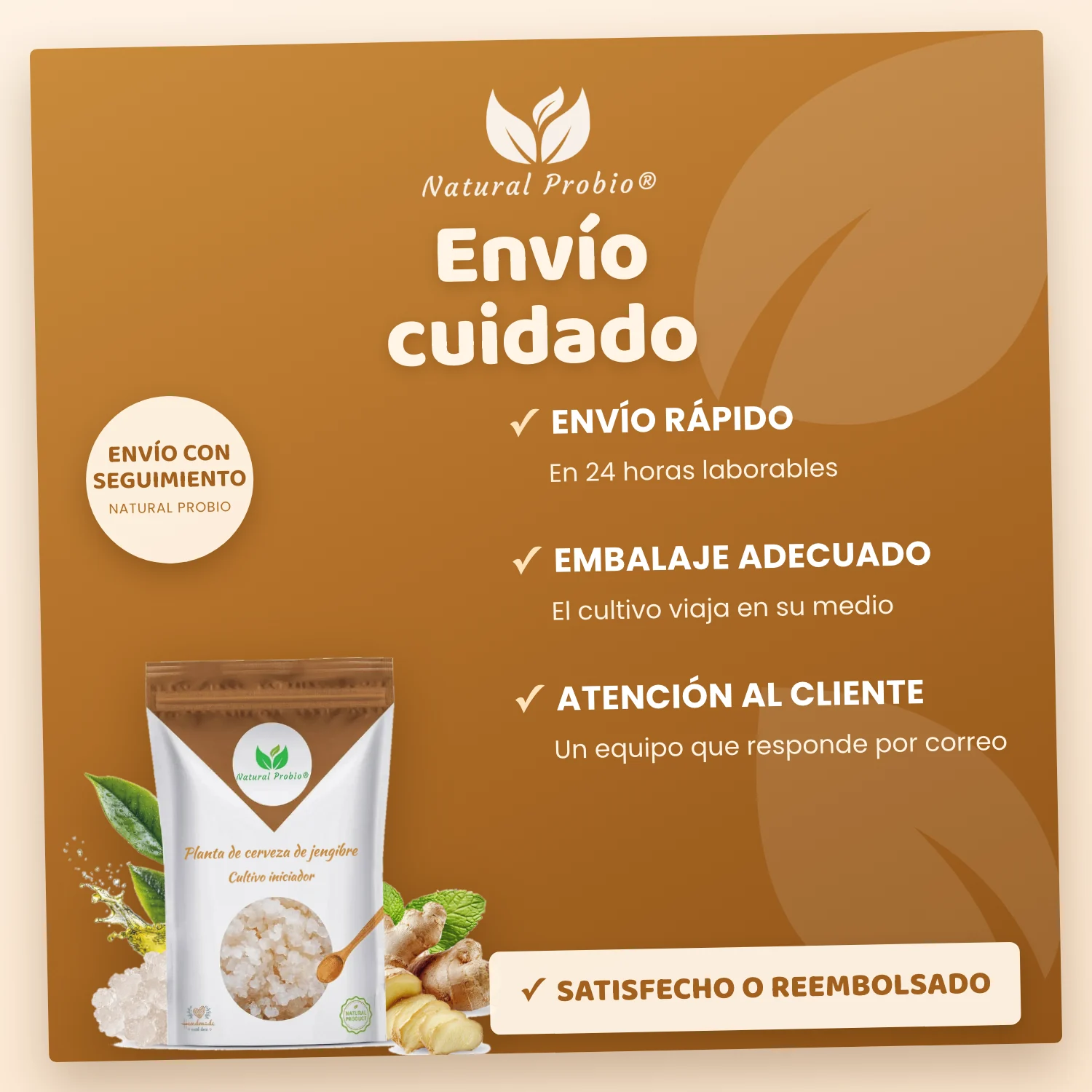 Granos de Kéfir de Jengibre Vivos: tu refresco de jengibre casero sin alcohol 6 Ginger Beer Plant Natural Probio enviado en 24 horas con embalaje adecuado