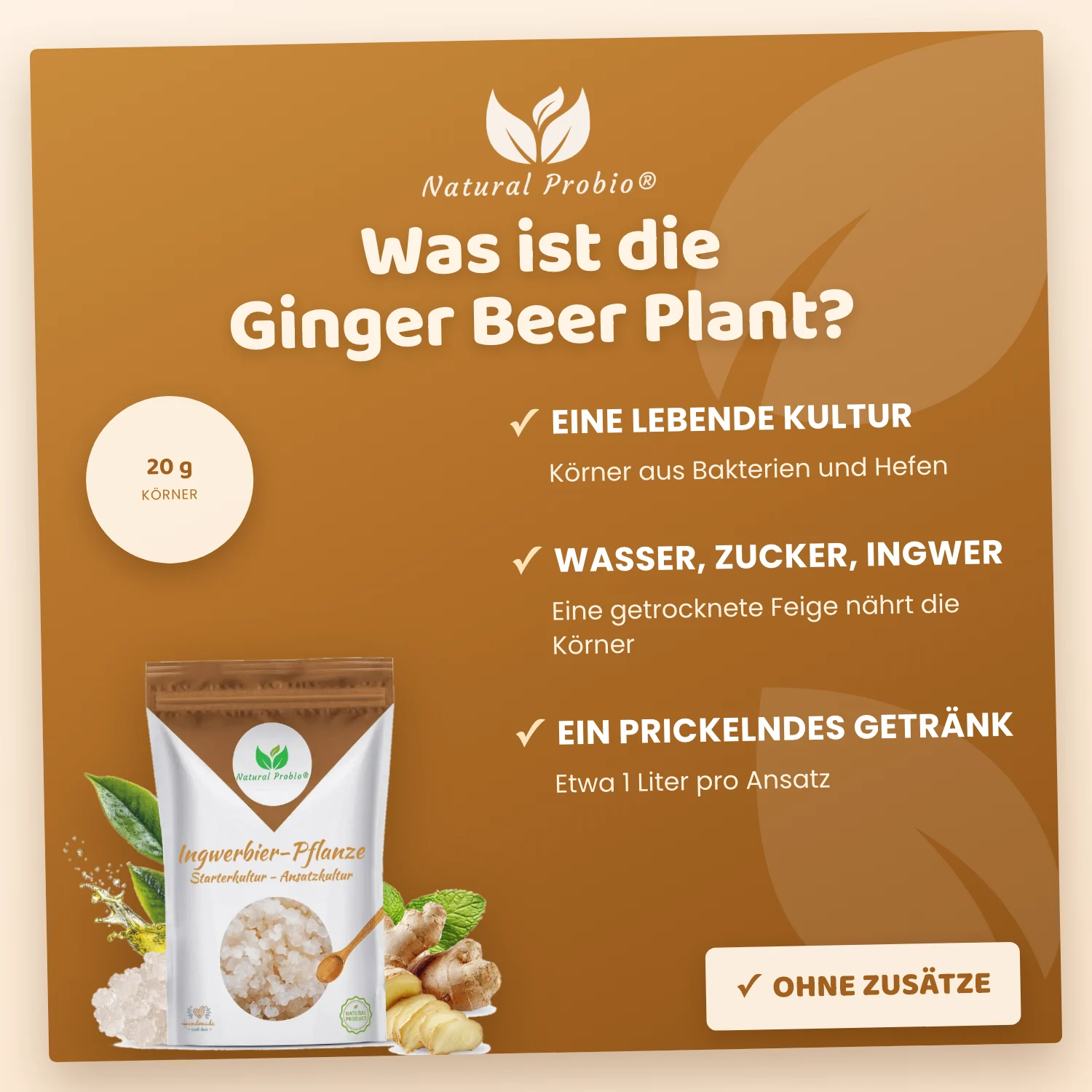 Lebende Ginger Beer Plant (GBP) Kristalle: Ihre selbstgemachte alkoholfreie Ingwerlimonade 3 Ginger Beer Plant Natural Probio: lebende Kultur für hausgemachtes Ingwerbier, 20 g Körner