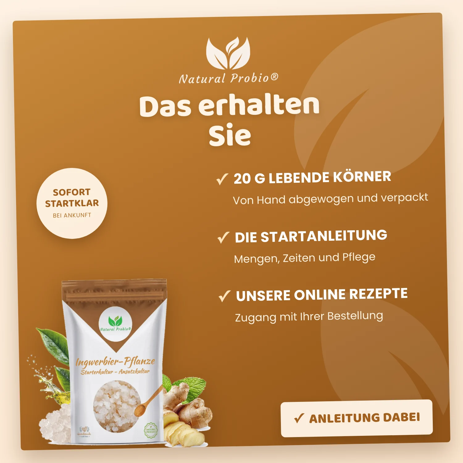 Lebende Ginger Beer Plant (GBP) Kristalle: Ihre selbstgemachte alkoholfreie Ingwerlimonade 7 Inhalt des Ginger Beer Plant Sets von Natural Probio: 20 g Körner, Anleitung und Rezepte