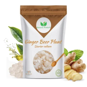 Ginger Beer Plant starter culture pouch from Natural Probio with live ginger beer plant grains