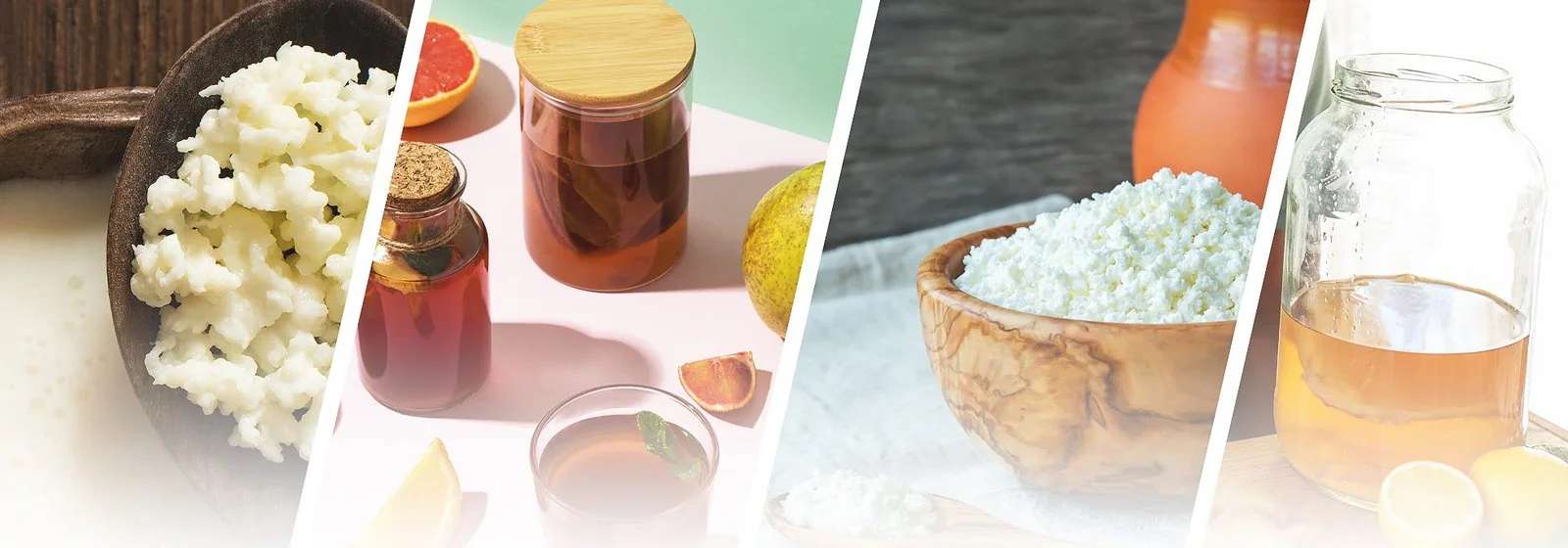 Grains de kéfir de lait, bocaux de kombucha et kéfir de fruits maison