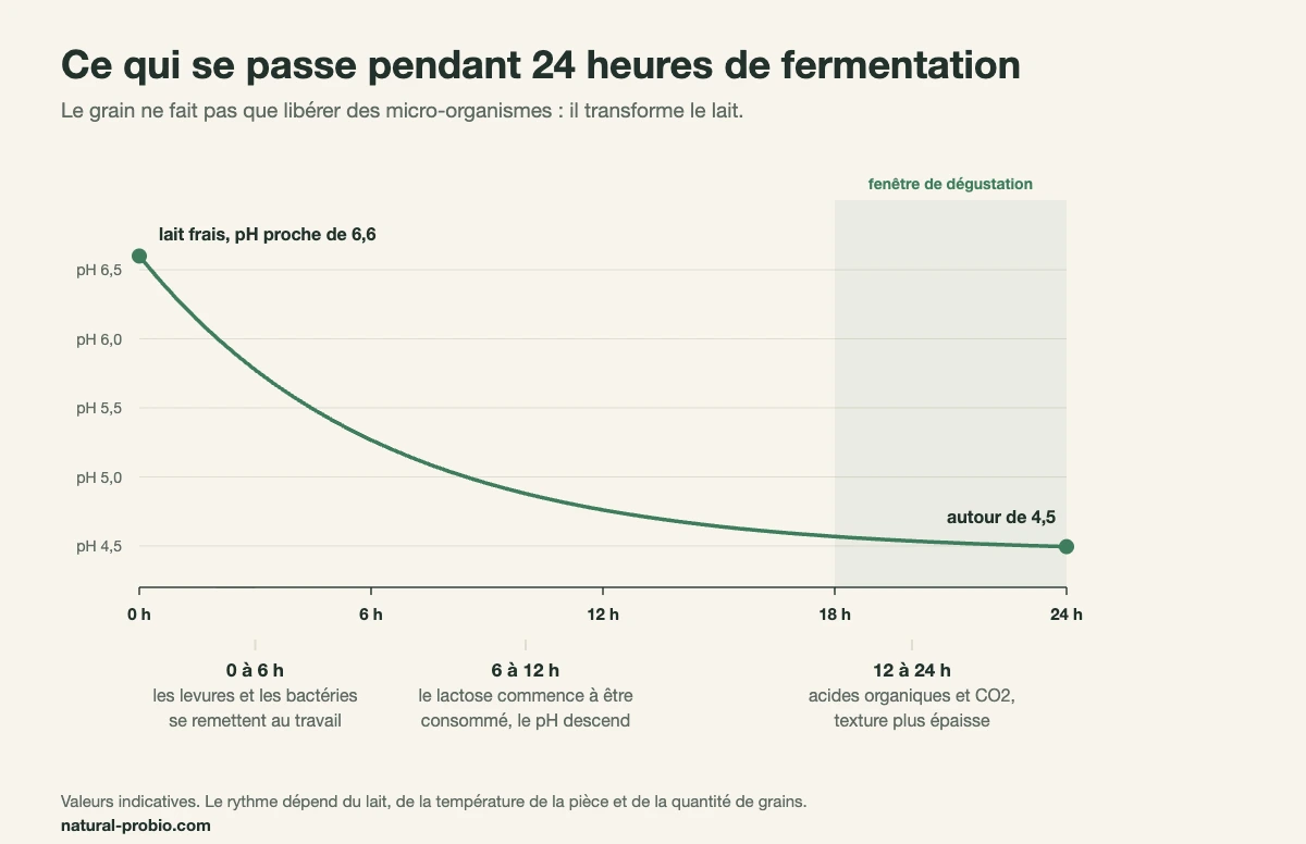 Courbe de l'acidité pendant 24 heures de fermentation du kéfir de lait, du pH 6,6 au pH 4,5 environ